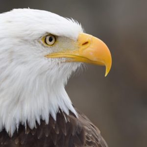 Eagle - Image