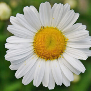 English Daisy - Image