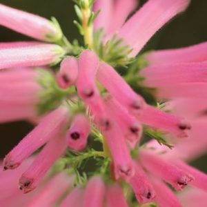 Erica Inflorescence - Image