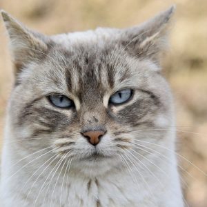 European Cat - Image