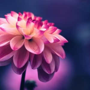 Evening Flower - Image