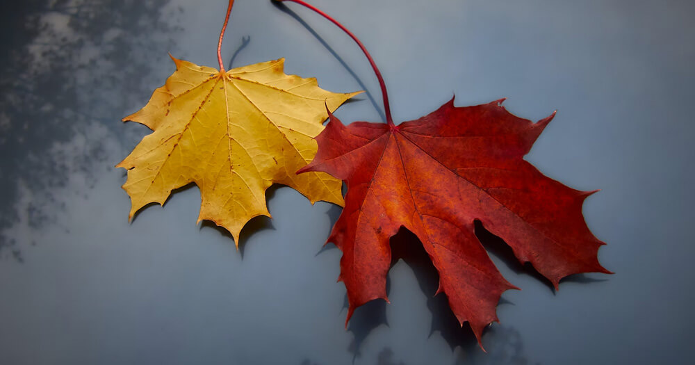 Fabulous Color Palettes for Fall Season - Cover Image