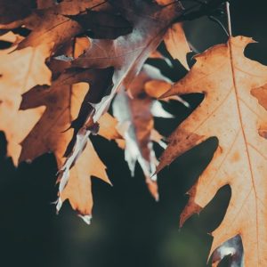 Faded Leaves of Fall - Image