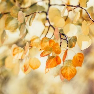 Fading Colors of Autumn - Image