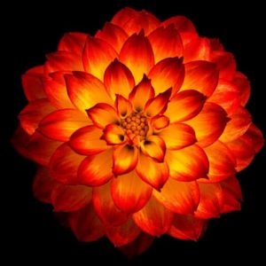 Fire Dahlia - Image