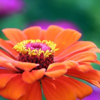 Flower Blossom - Image