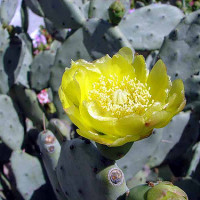 Flower of Cactus - Image