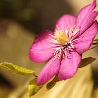 Flower Pink - Image