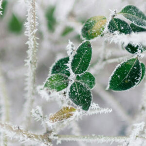 Focus of Frozen Leaves - Image