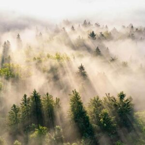 Forest Fog - Image