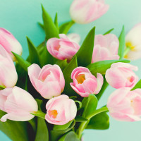 Fresh cut pink bloomed tulips - Image