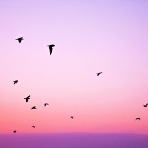 Gentle Sunset - Image