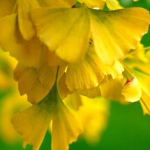 Ginkgo Leaves - Image
