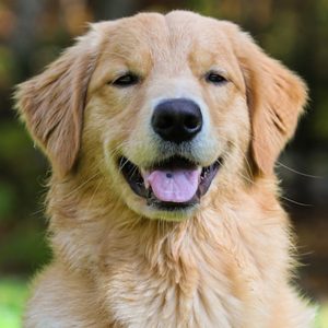 Golden Retriever - Image