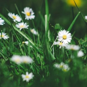 Grass & Flower - Image