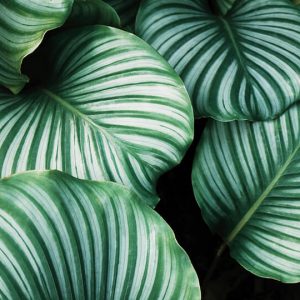Green and white Leafs - Image