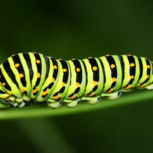 Caterpillar - Image