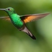Green Hummingbird - Image