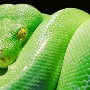 Green Python - Image