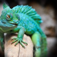 Green Reptile - Image