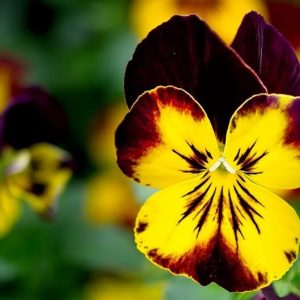Happy Pansy Flower - Image