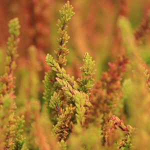 Heide Plants - Image