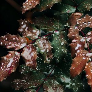 Holly Leaves in Winter - Image