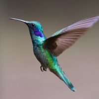 Hummingbird - Image