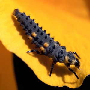 Yellow-Black Insect - Image