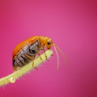 Insect Macro Bug - Image