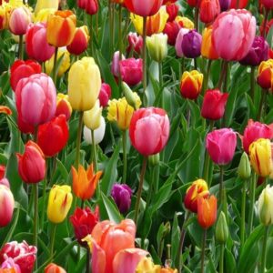 Inspired from Spring Fields - Image
