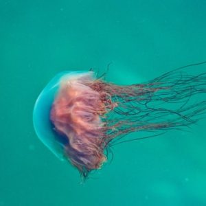 Jellyfish Is Free - Image