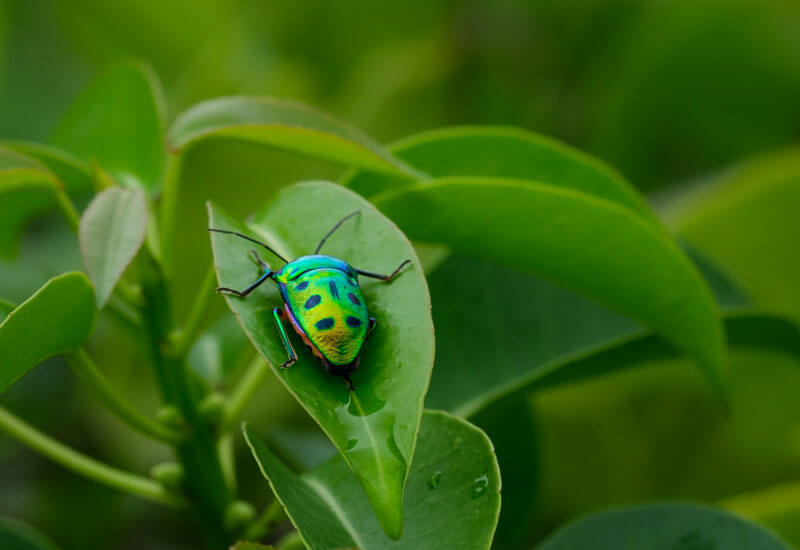 Jewel Bug Image