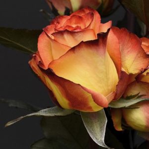 Kingly Rose - Image