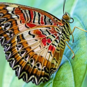 Lacewing Butterfly - Image