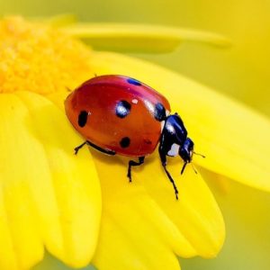 Ladybug - Image