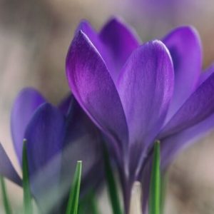 Life After Winter - Image