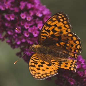 Lilac Flowers & Orange Butterfly - Image
