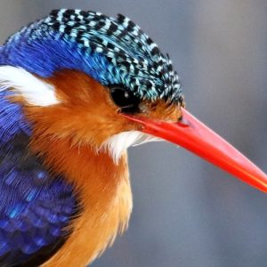 Little Kingfisher - Image