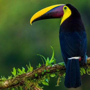 Lone Toucan - Image