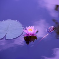 Lotus Natural - Image
