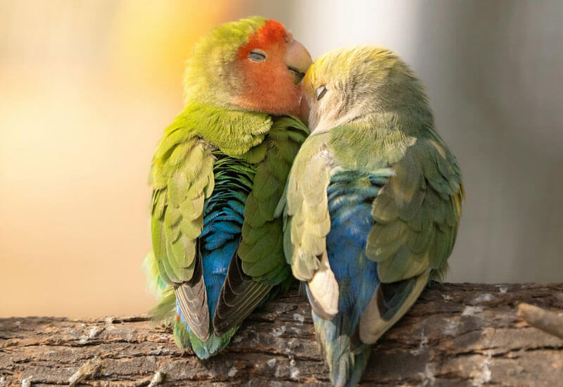 Love Birds Image