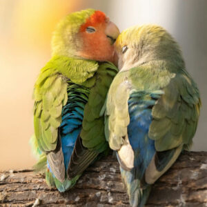 Love Birds - Image