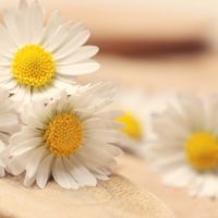 Love Your Daisies - Image