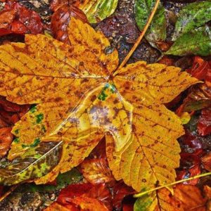Puddle with Maple Leaves - Image