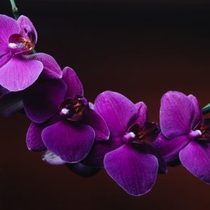 Mauve Blooms - Image