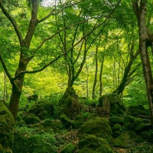 Moss and Trees - Image