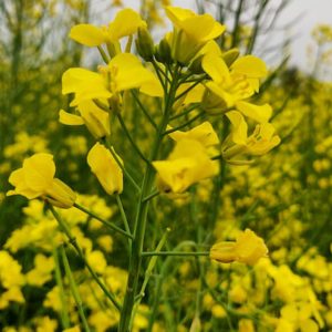 Mustard Plants - Image
