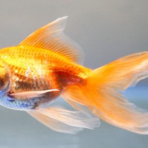 My Goldfish - Image
