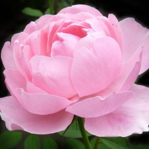 My Love Is Only For A Pink Rose - Image